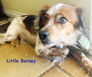 Enlarge Barney Google, a ADOPTABLE mixed breed in Poway, CA image 6/6
