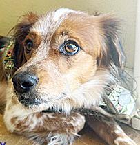 Enlarge Barney Google, a ADOPTABLE mixed breed in Poway, CA image 1/6