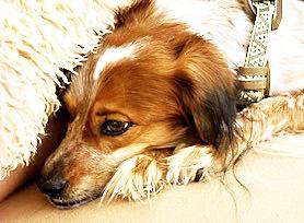 Enlarge Barney Google, a ADOPTABLE mixed breed in Poway, CA image 4/6