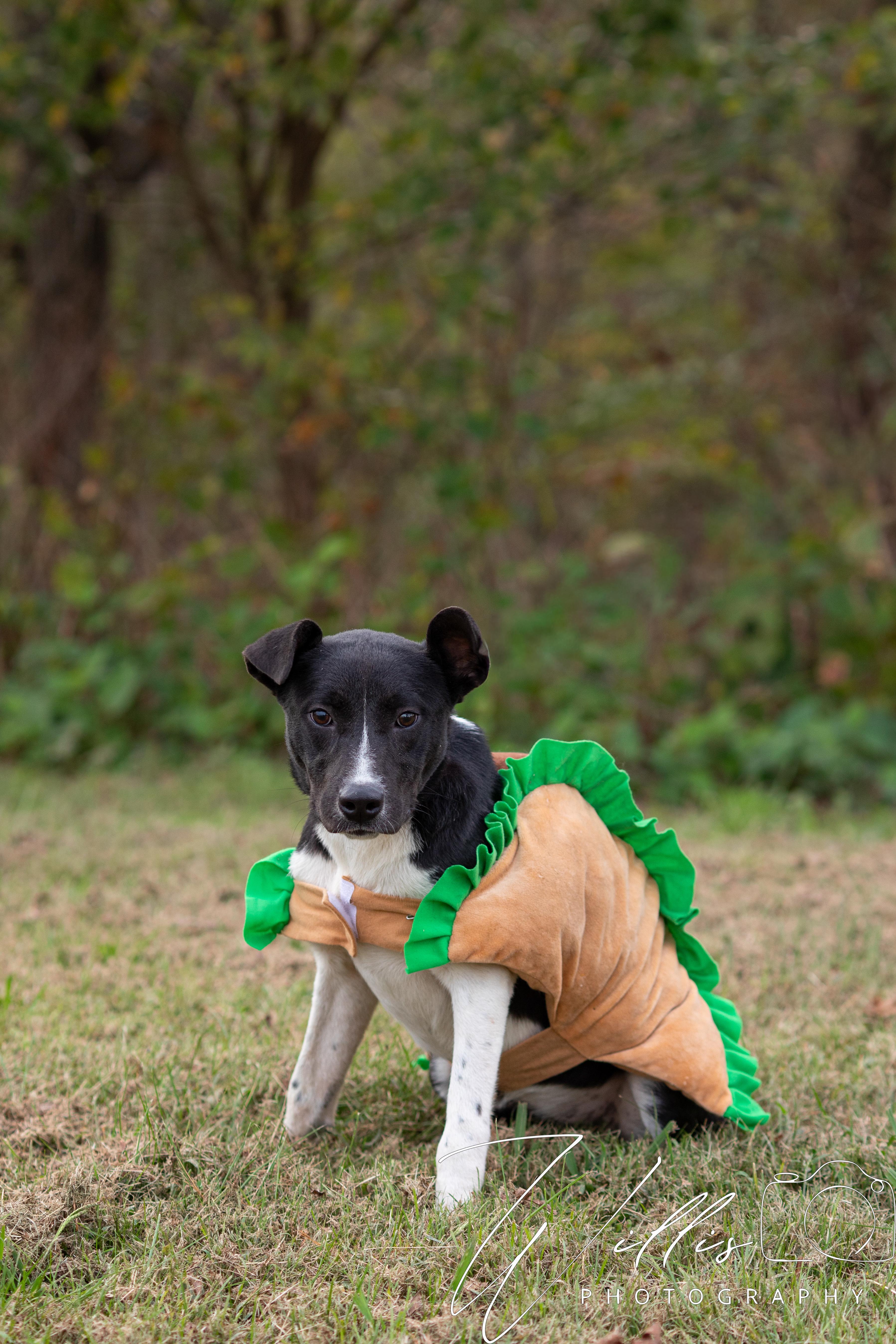 Skye-Adoption Sponsored, Adoptable, Young Female Border Collie.
