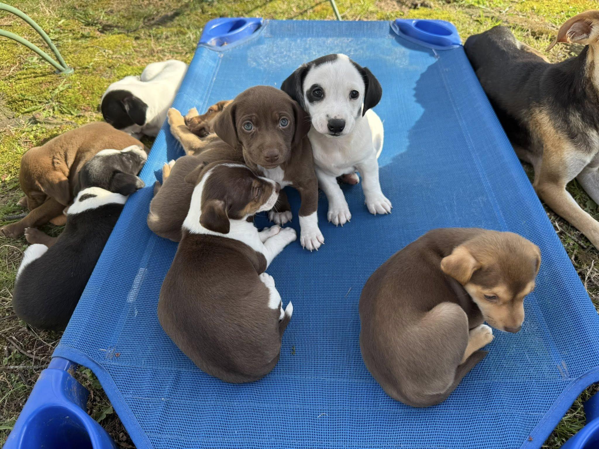 Enlarge Carley, a Adoptable mixed breed in Nanuet, NY image 4/6