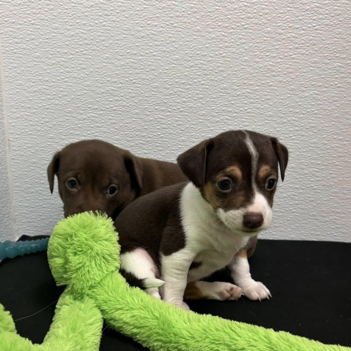 Enlarge Carley, a Adoptable mixed breed in Nanuet, NY image 6/6