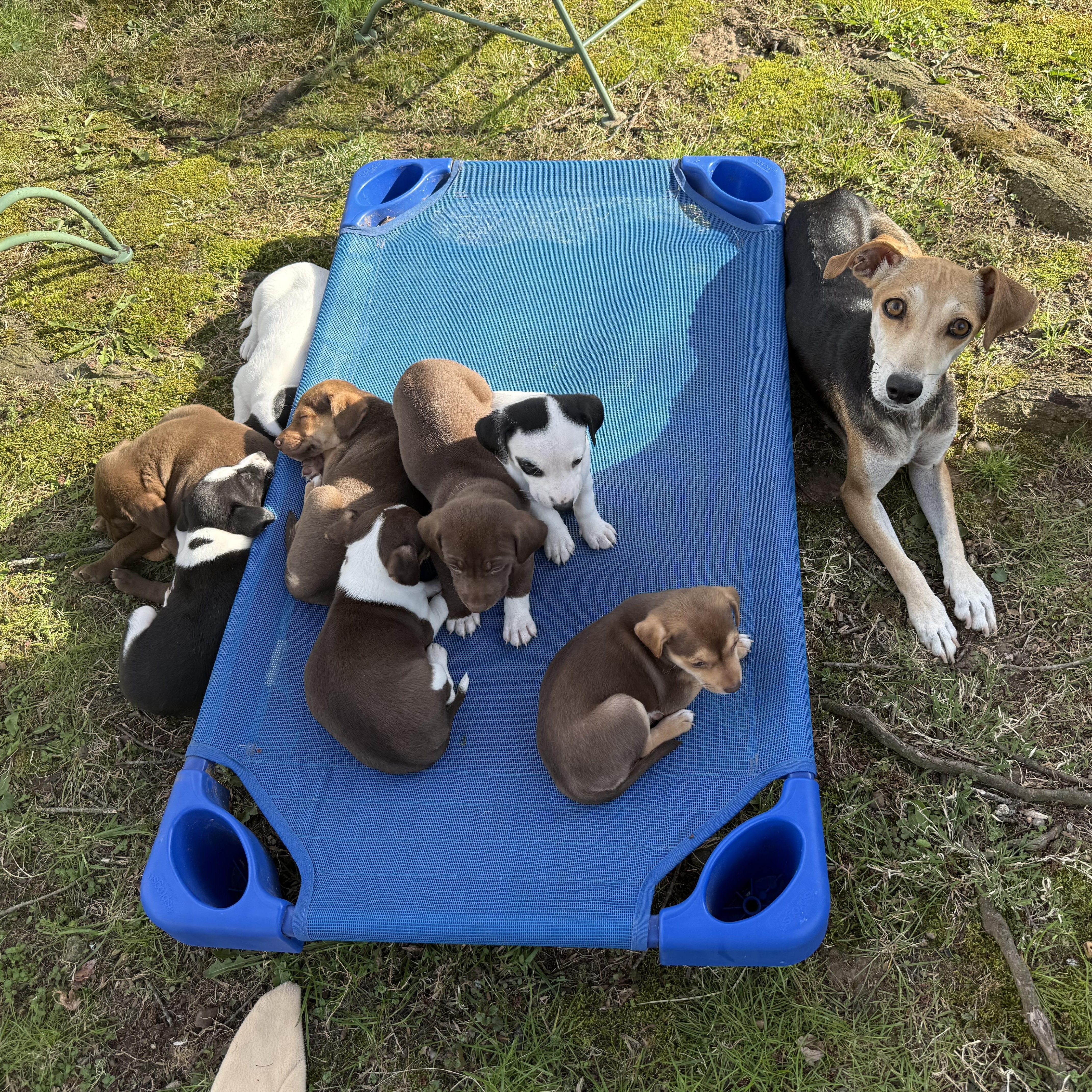 Enlarge Carley, a Adoptable mixed breed in Nanuet, NY image 2/6