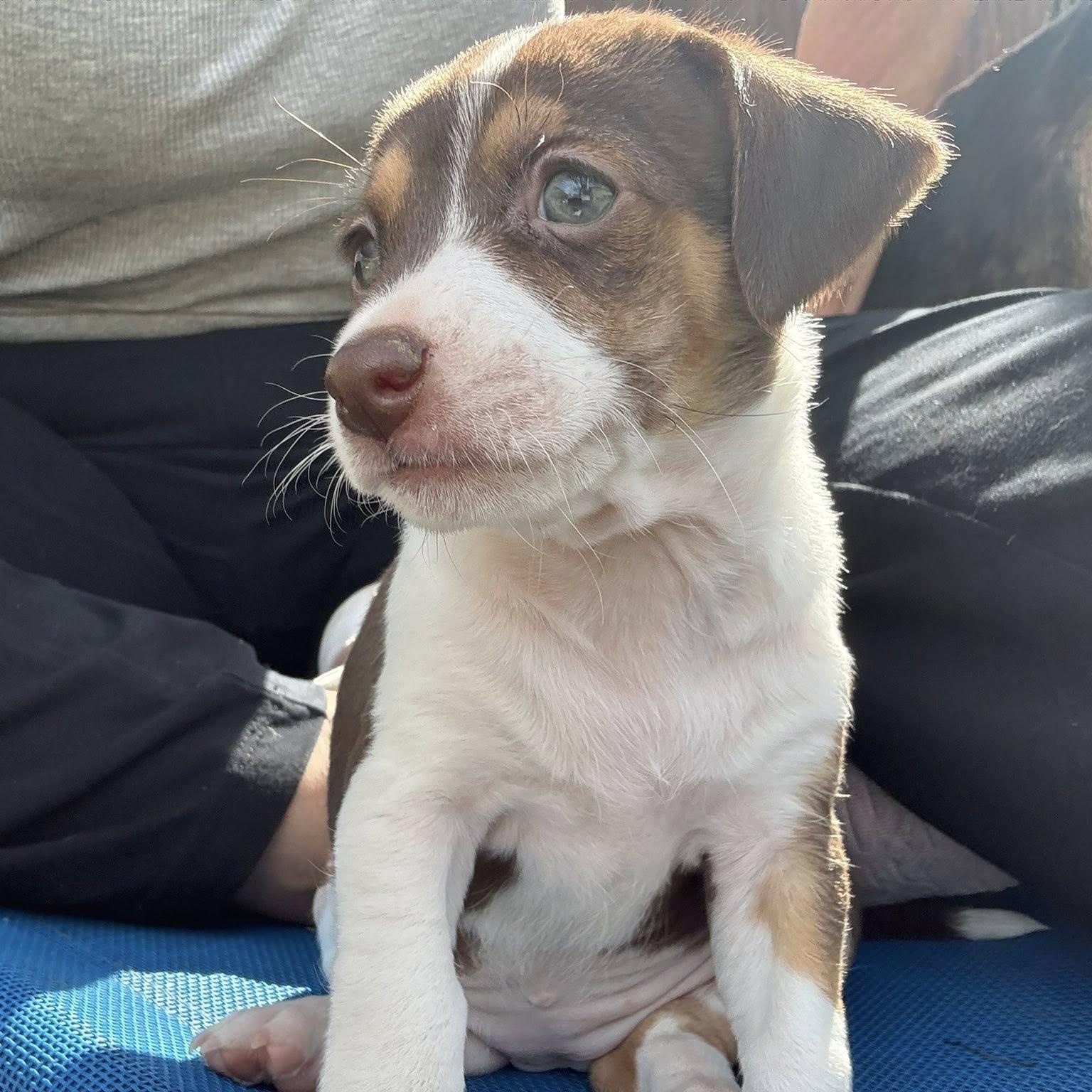 Enlarge Carley, a Adoptable mixed breed in Nanuet, NY image 5/6