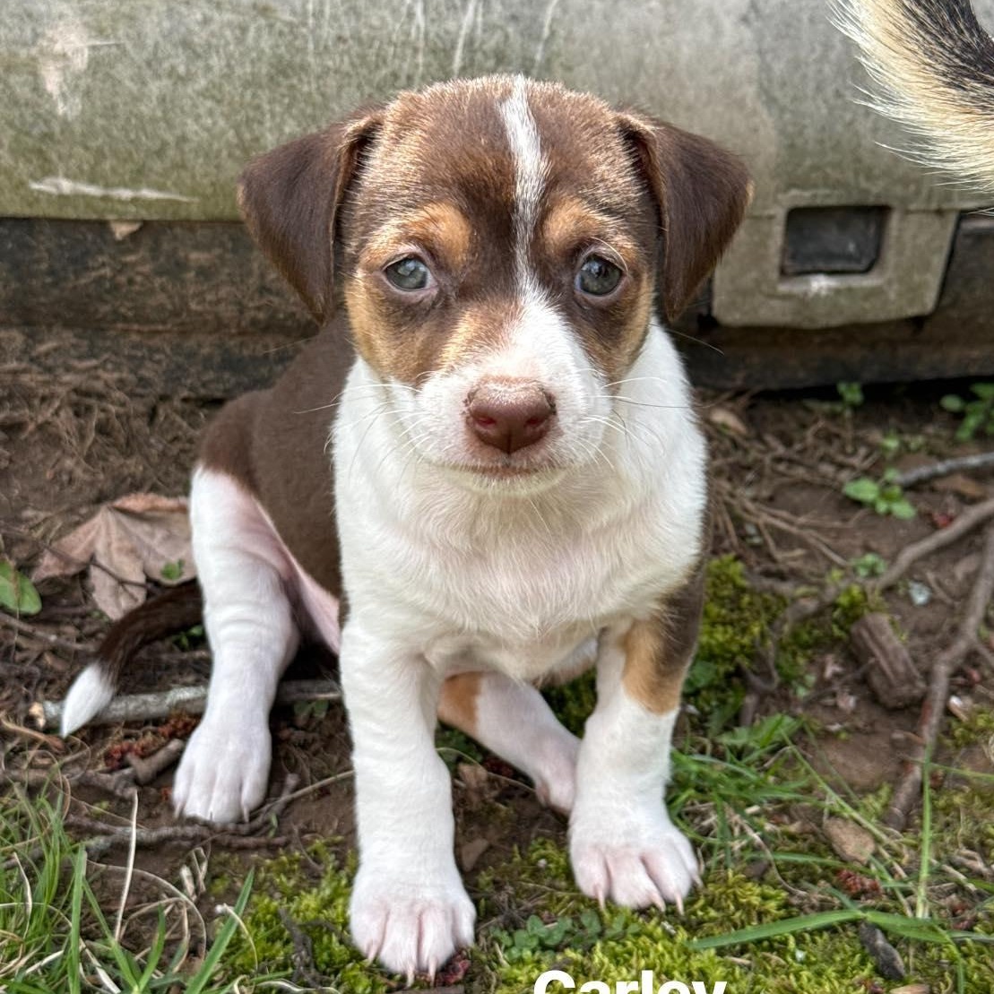 Carley, Adoptable, Puppy Female Beagle & Dachshund.