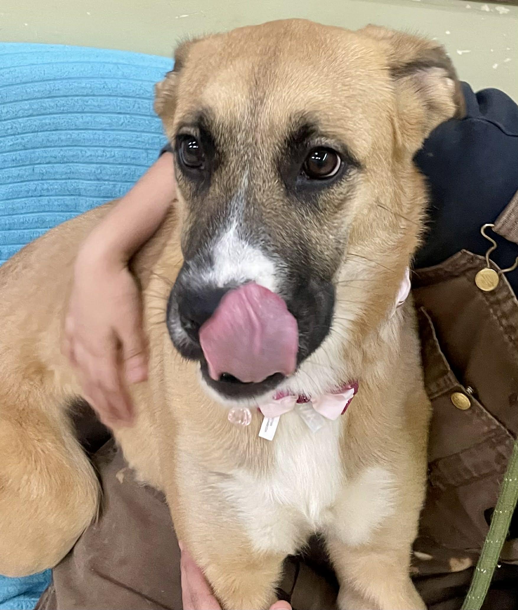 Enlarge Juniper, an adoptable mixed breed in Muncie, IN image 2/4