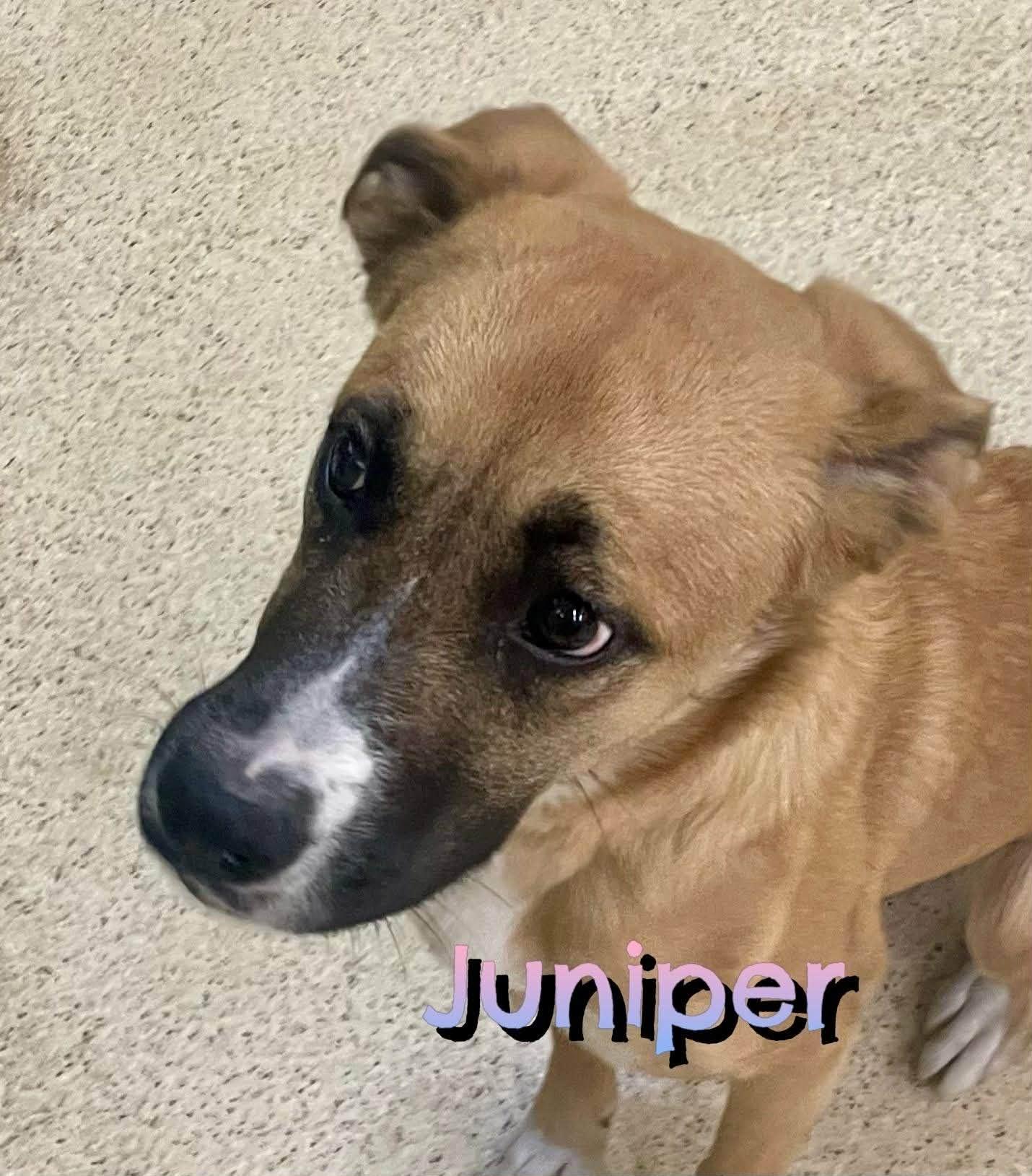 Juniper, adoptable, Young Female Shepherd & Collie.