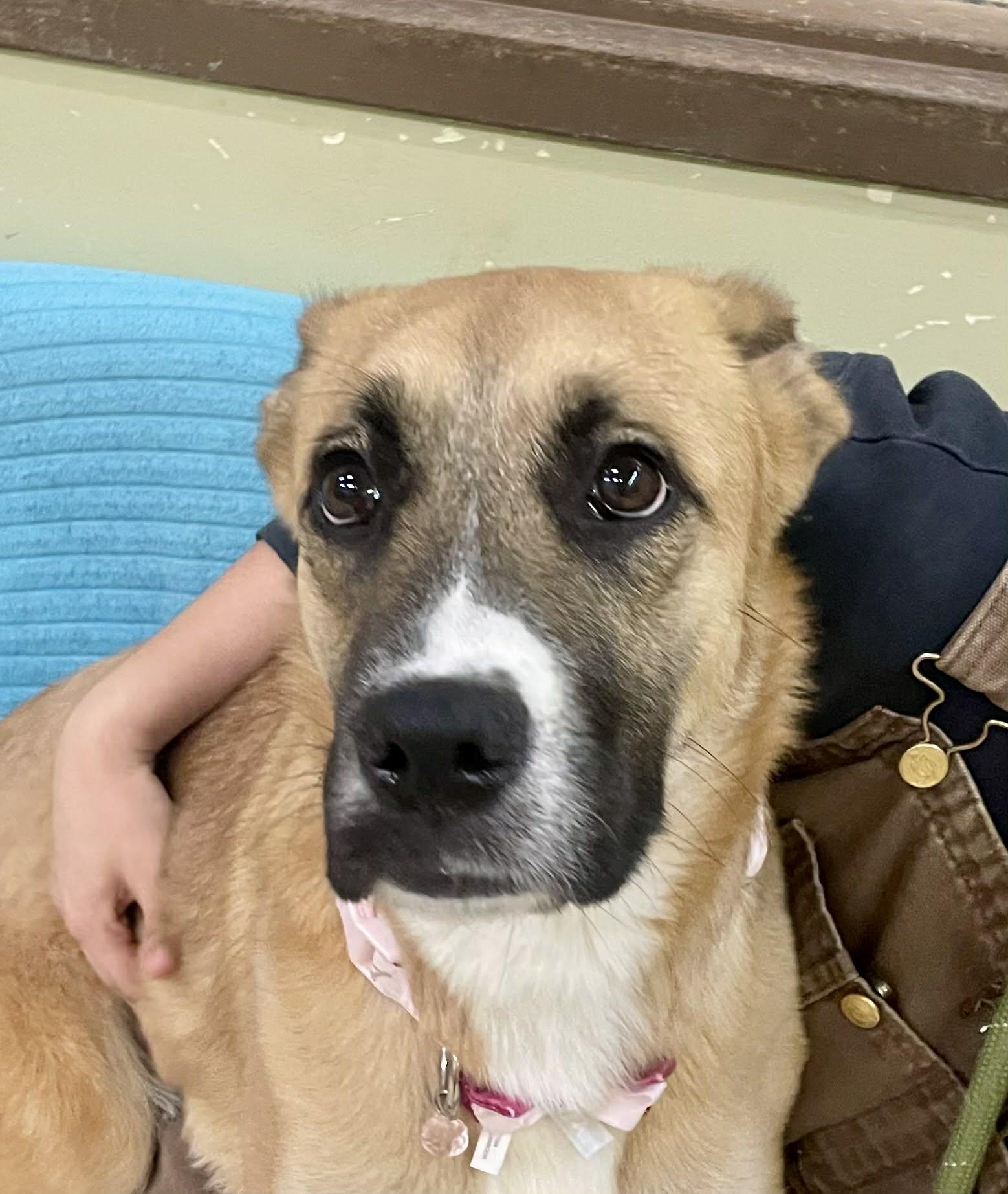 Enlarge Juniper, an adoptable mixed breed in Muncie, IN image 3/4
