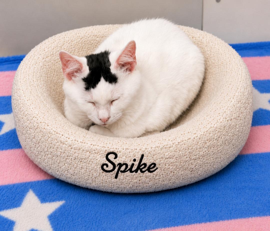 Enlarge Spike, a Adoptable Domestic Long Hair in Naugatuck, CT image 2/3