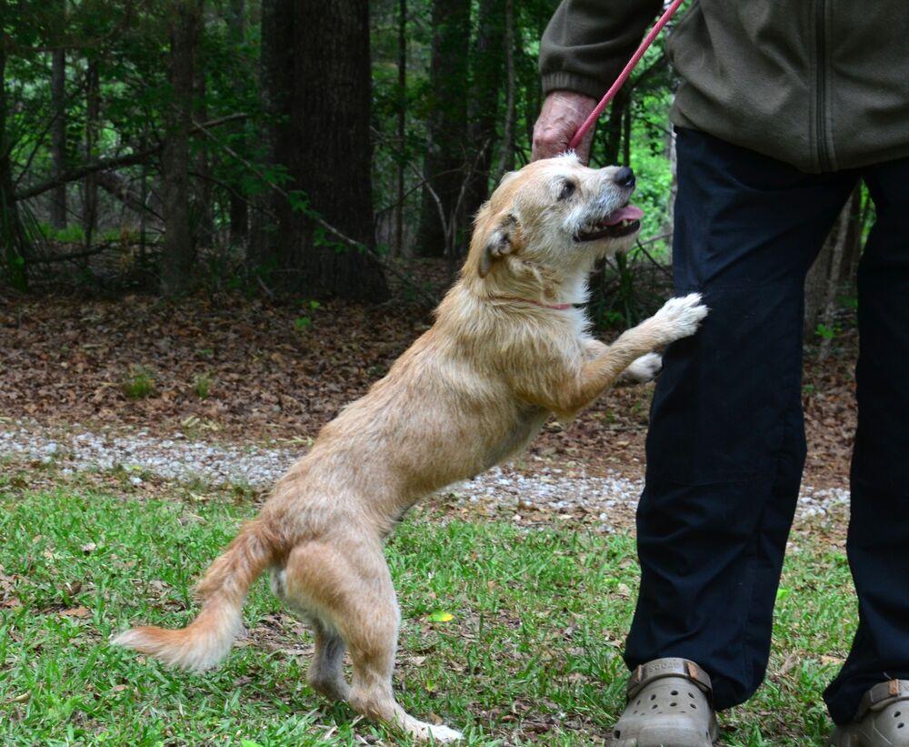 Bristol, a Adoptable mixed breed in Willingboro, NJ image 1/6