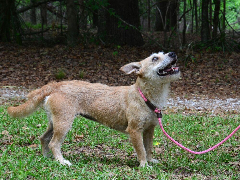Bristol, a Adoptable mixed breed in Willingboro, NJ image 2/6
