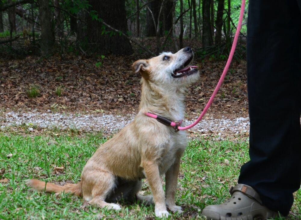 Bristol, a Adoptable mixed breed in Willingboro, NJ image 3/6