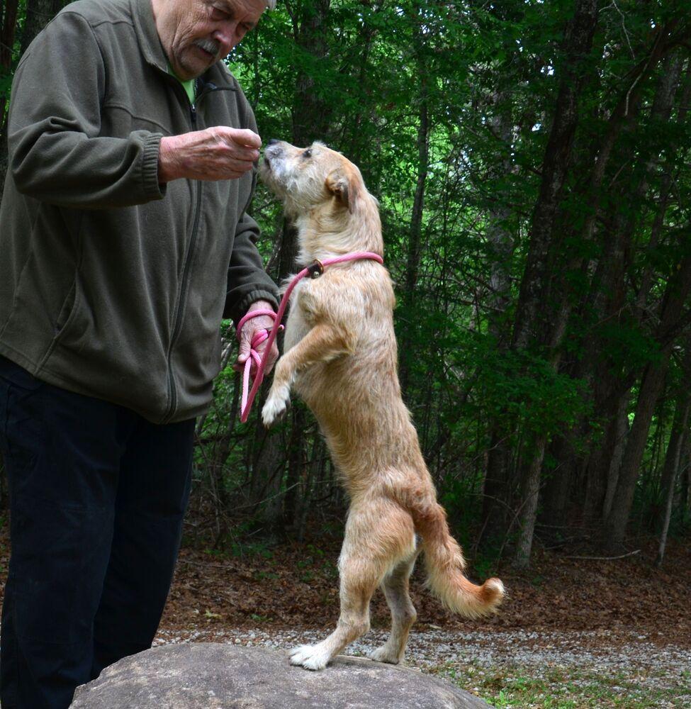 Bristol, a Adoptable mixed breed in Willingboro, NJ image 4/6