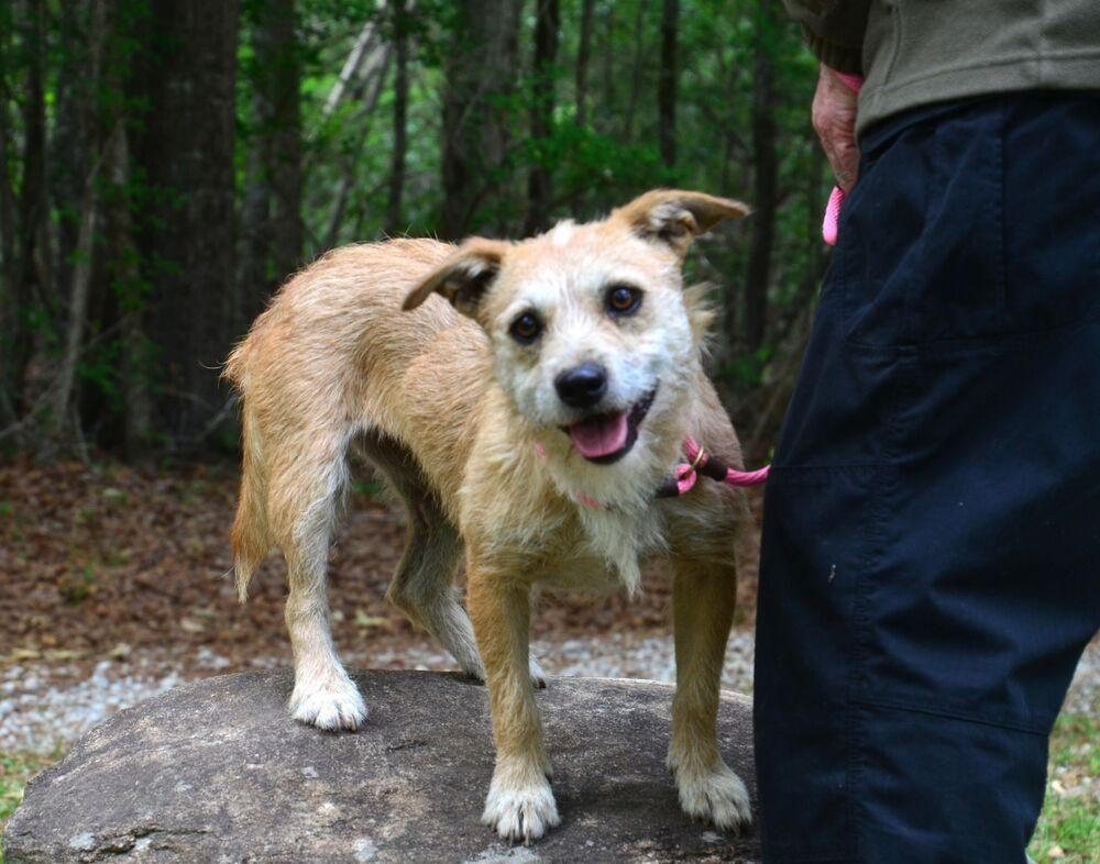 Bristol, a Adoptable mixed breed in Willingboro, NJ image 5/6
