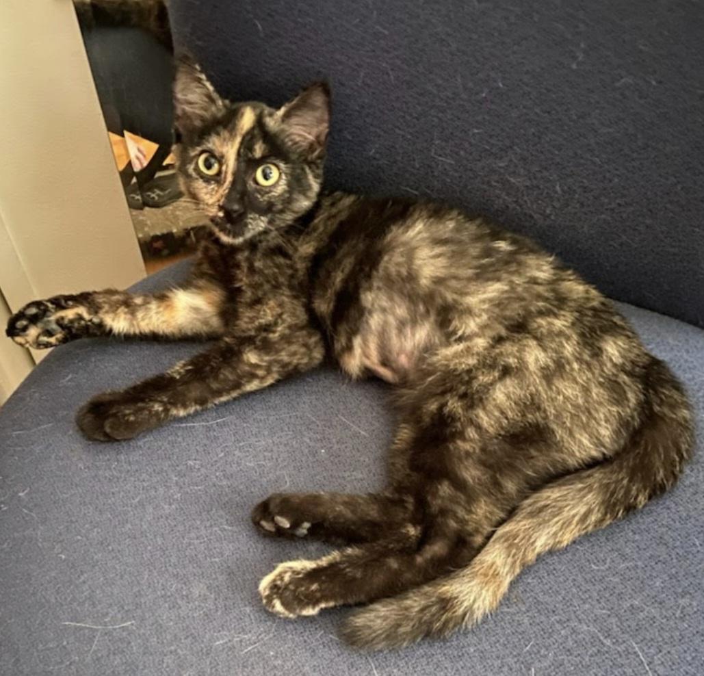 Venus, a Adoptable Tortoiseshell in Fullerton, CA image 1/2