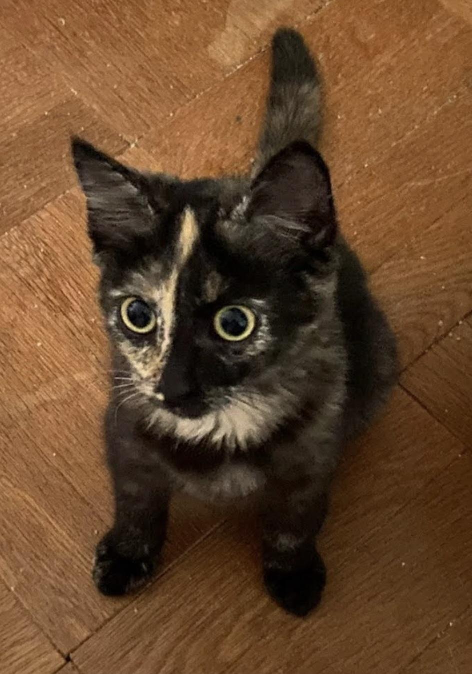 Venus, a Adoptable Tortoiseshell in Fullerton, CA image 2/2