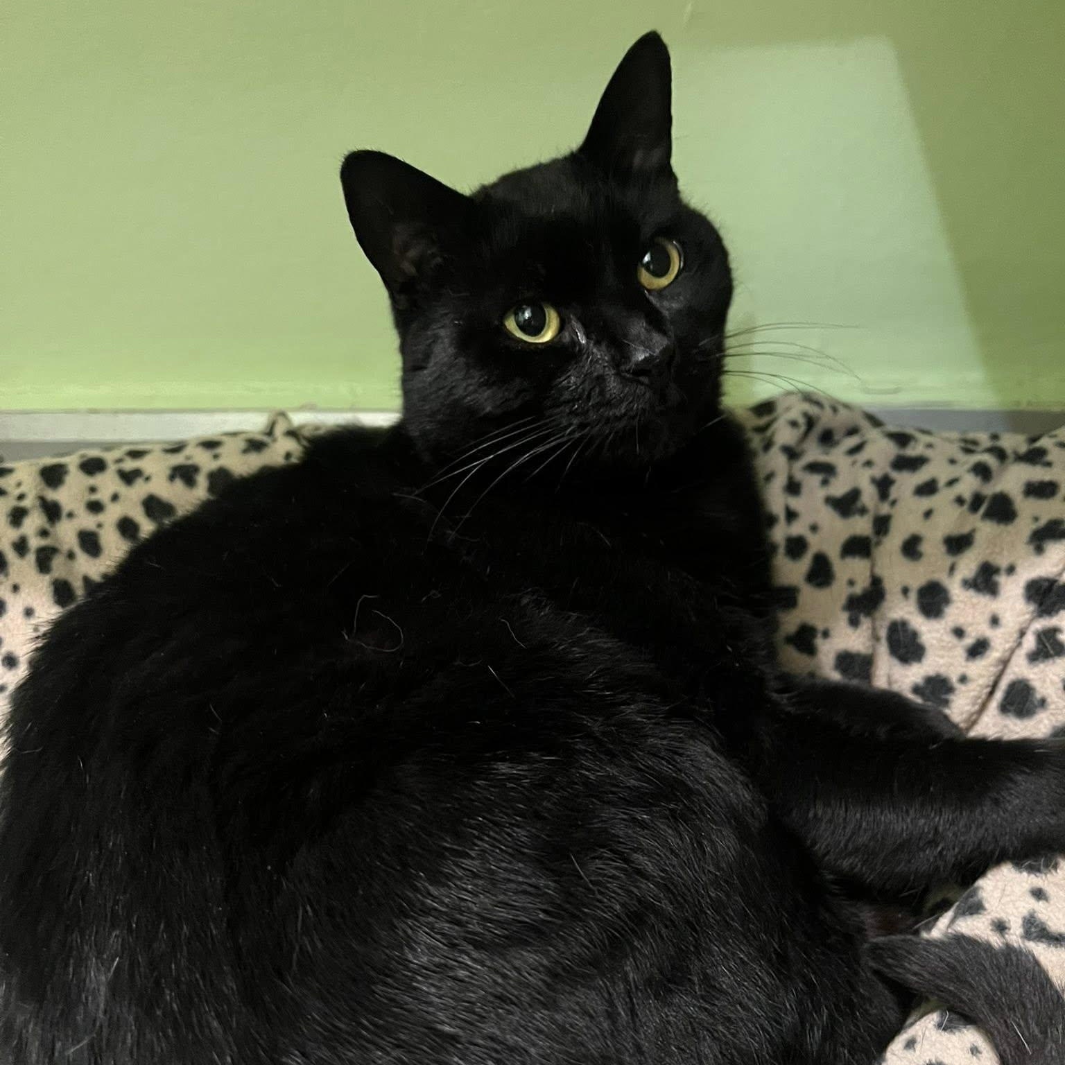 Midnight Moon — thumbnail 2