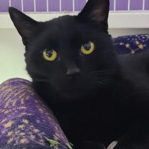 Midnight Moon — thumbnail 3