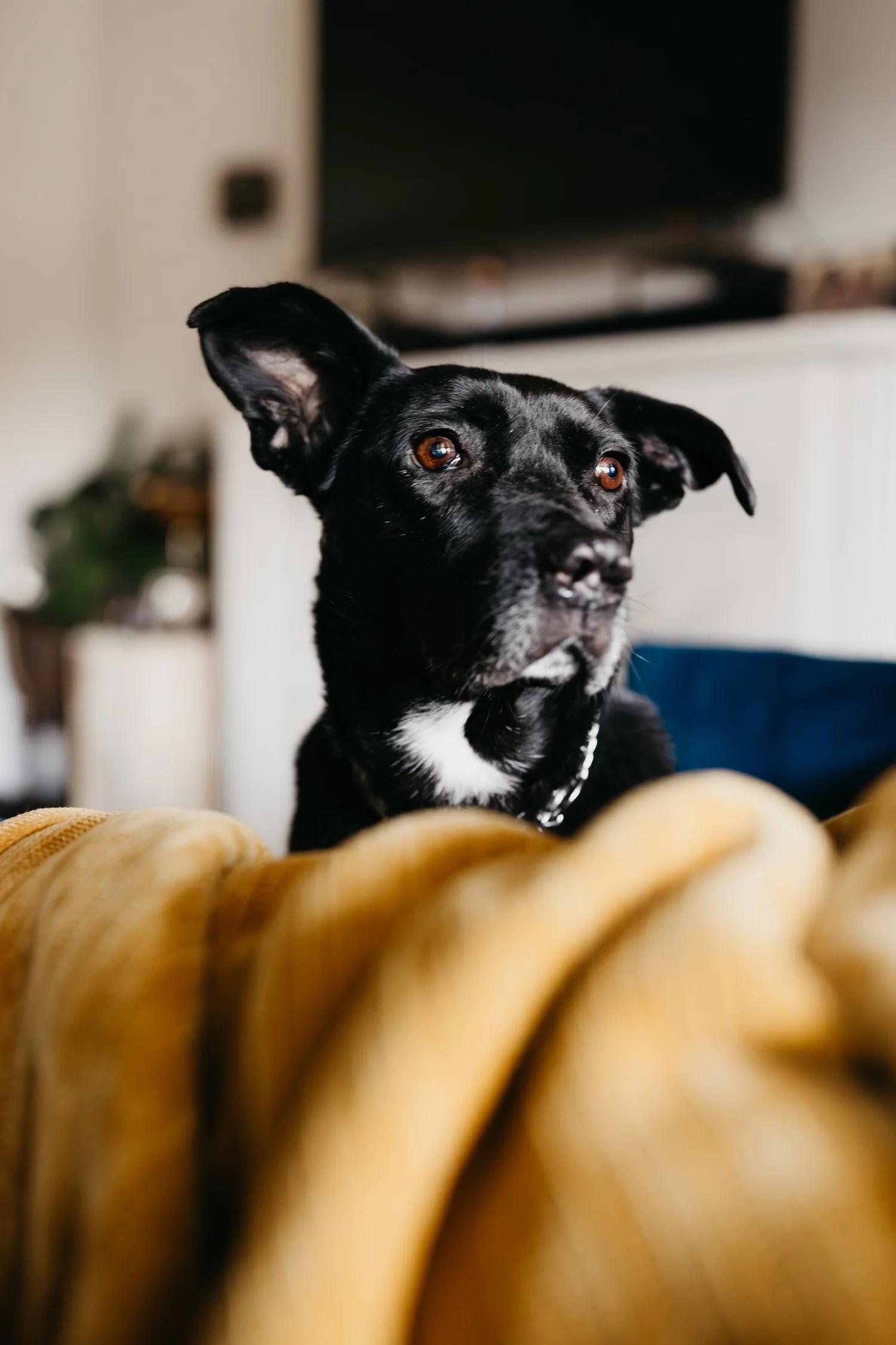 Enlarge LURA, an adopted Mixed Breed in North York, ON image 3/6