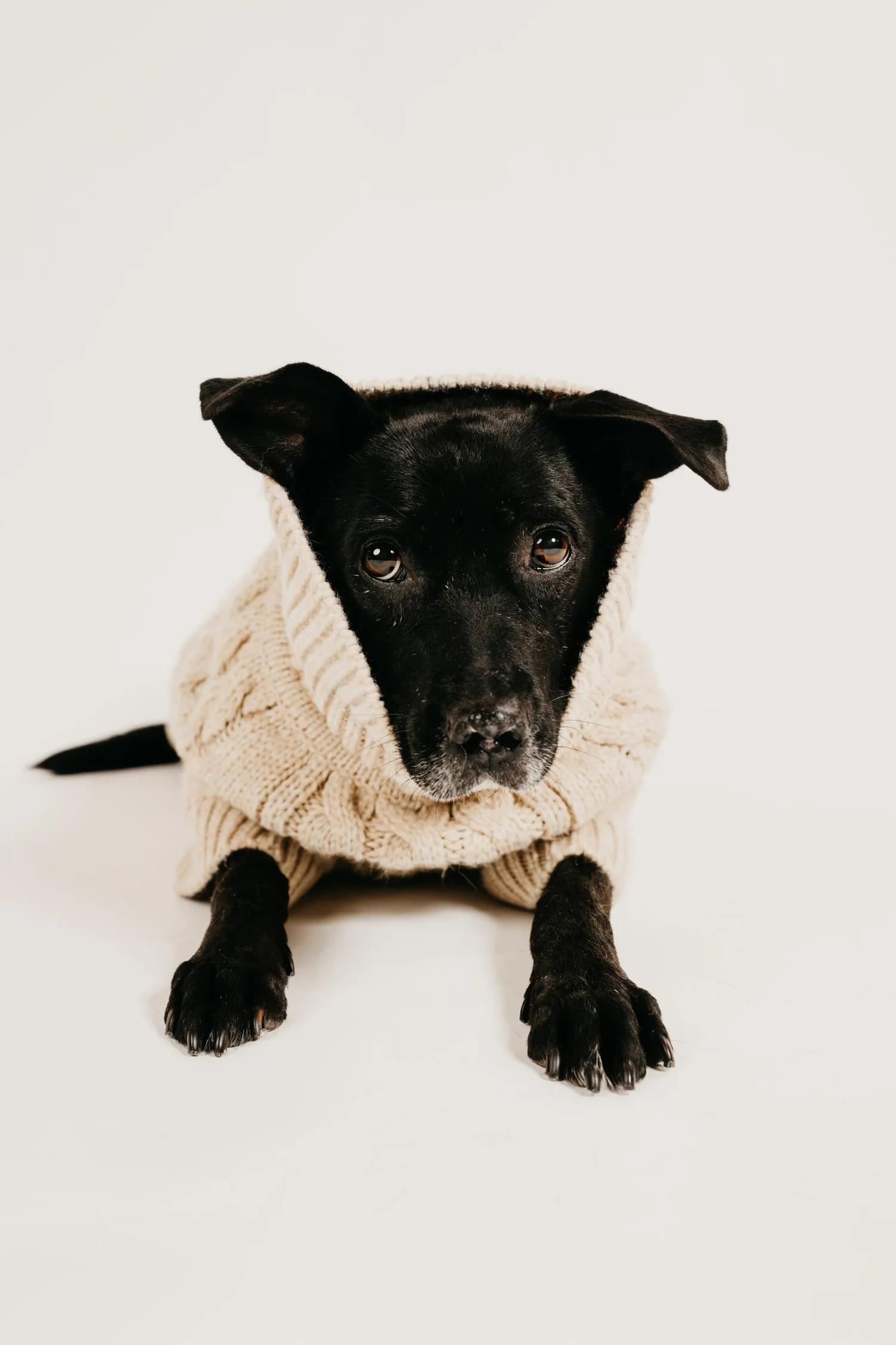 Enlarge LURA, an adopted Mixed Breed in North York, ON image 2/6