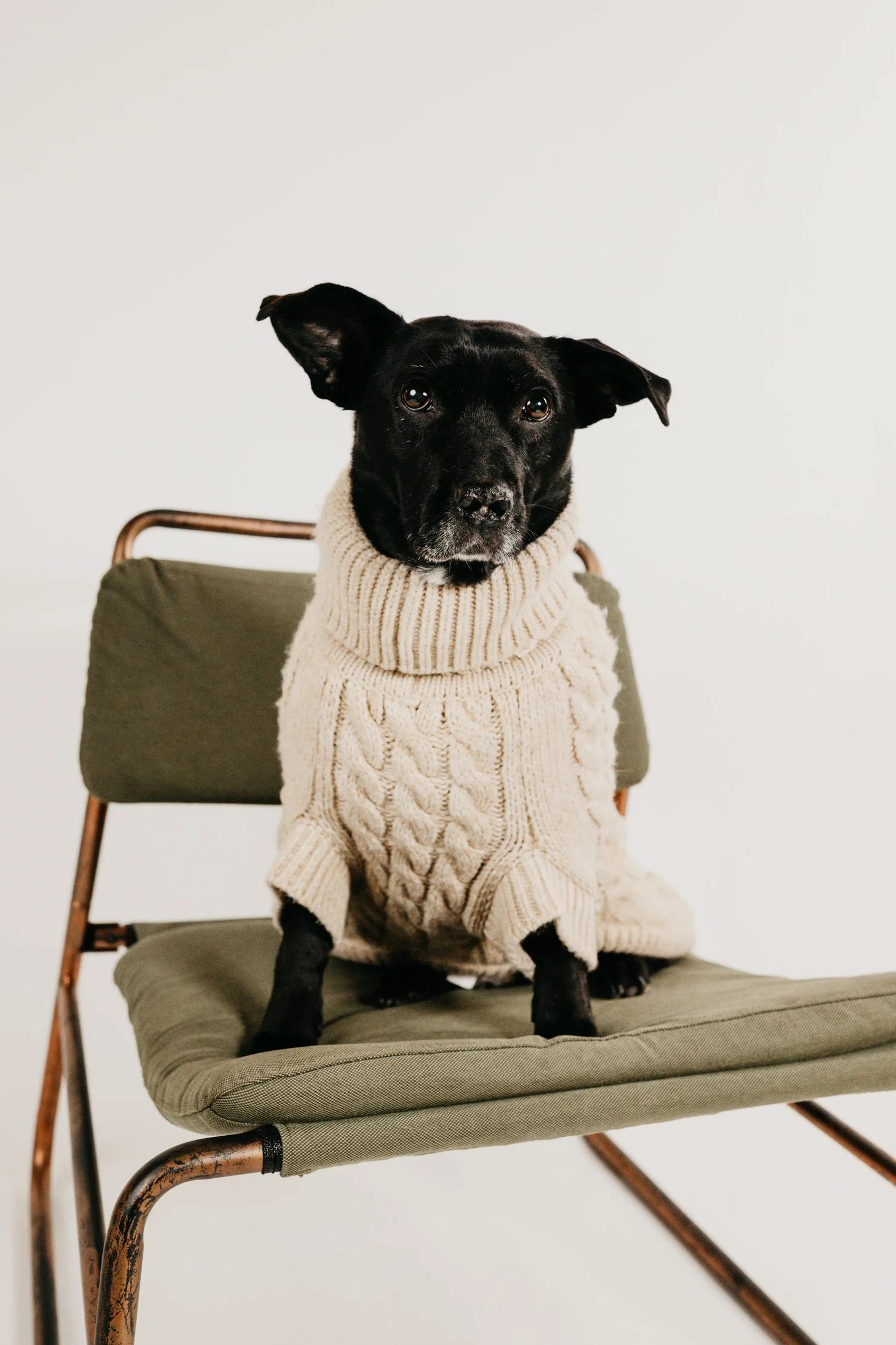 Enlarge LURA, an adopted Mixed Breed in North York, ON image 1/6