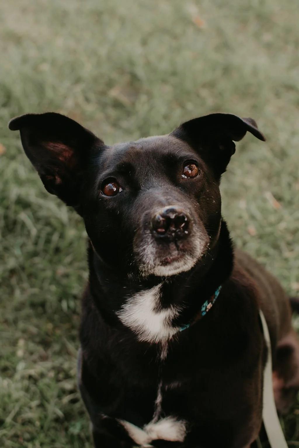 LURA, Adoptable, Senior Female Mixed Breed.
