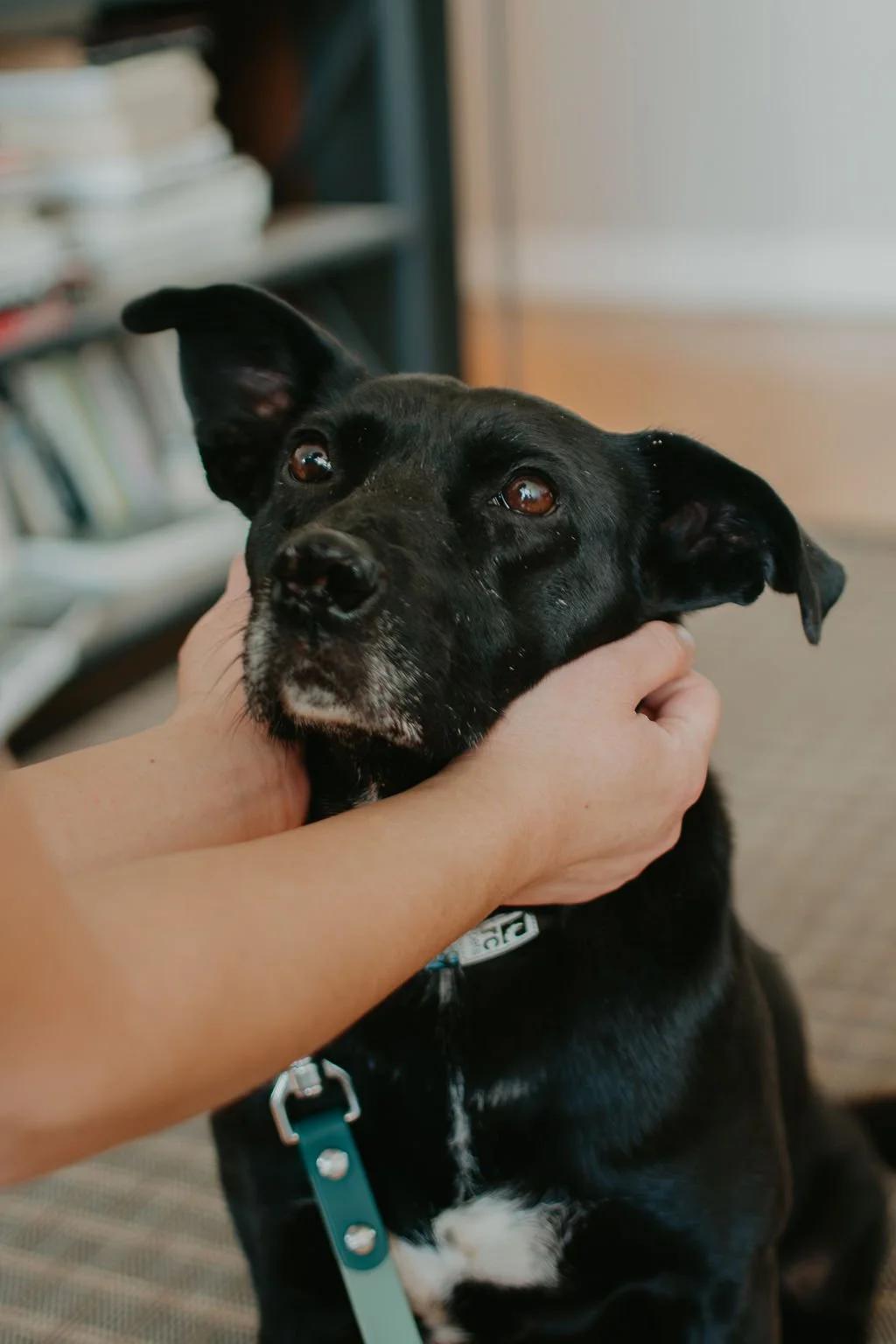 Enlarge LURA, a Adoptable Mixed Breed in North York, ON image 4/6