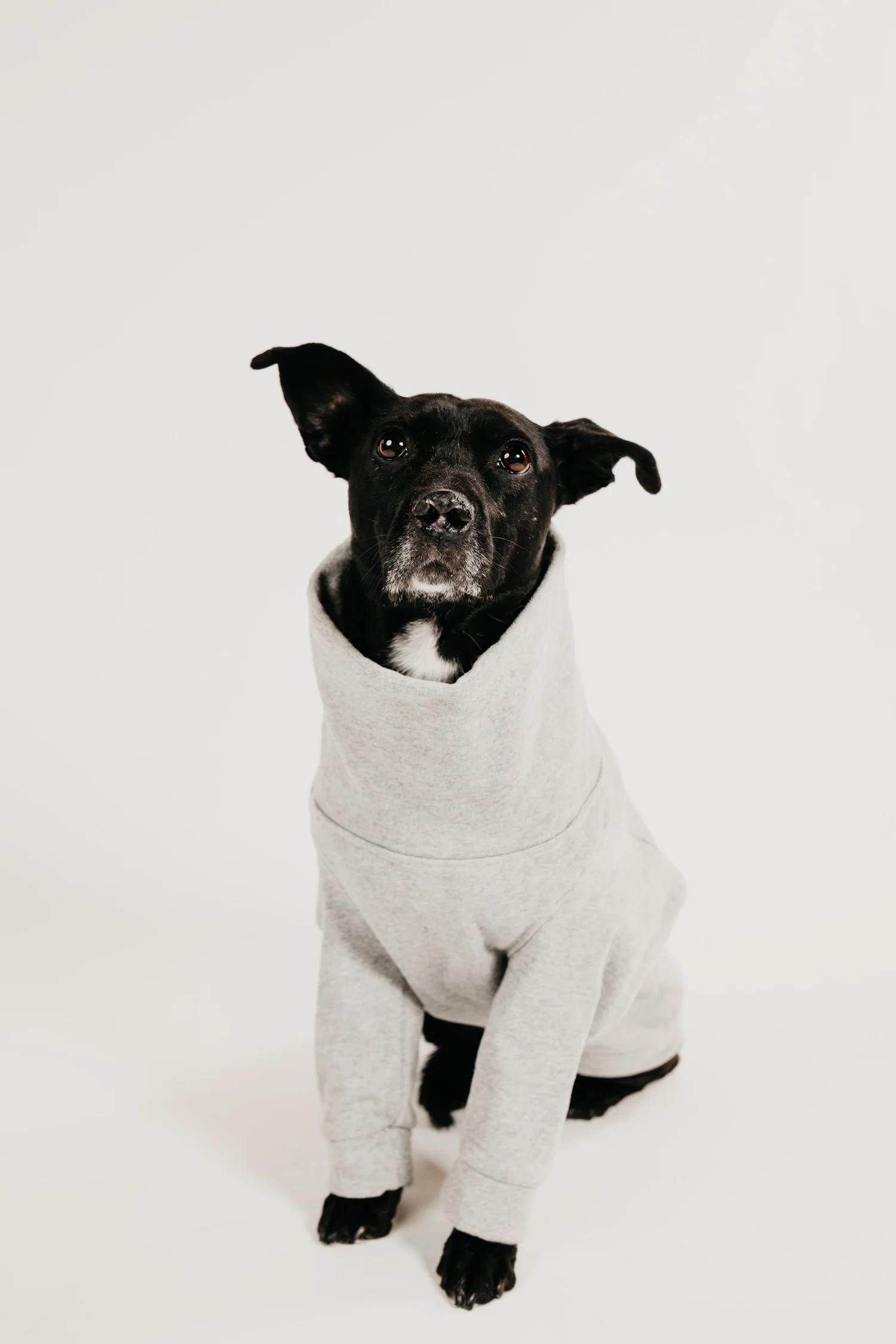 Enlarge LURA, an adopted Mixed Breed in North York, ON image 6/6