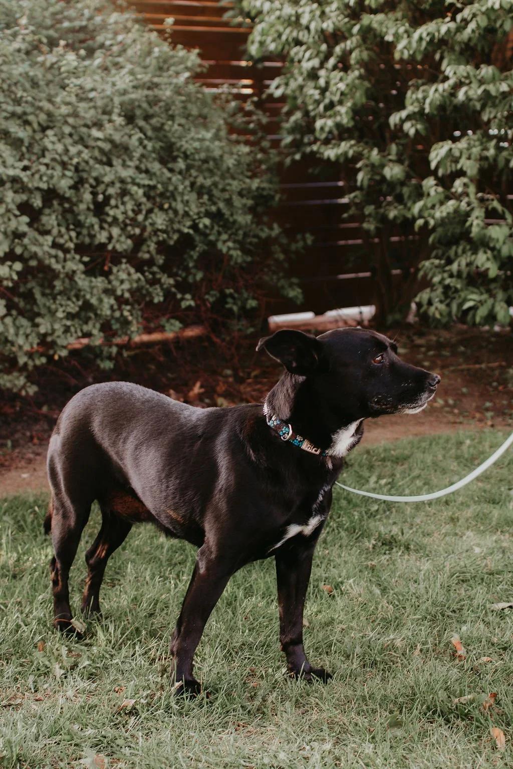 Enlarge LURA, a Adoptable Mixed Breed in North York, ON image 6/6
