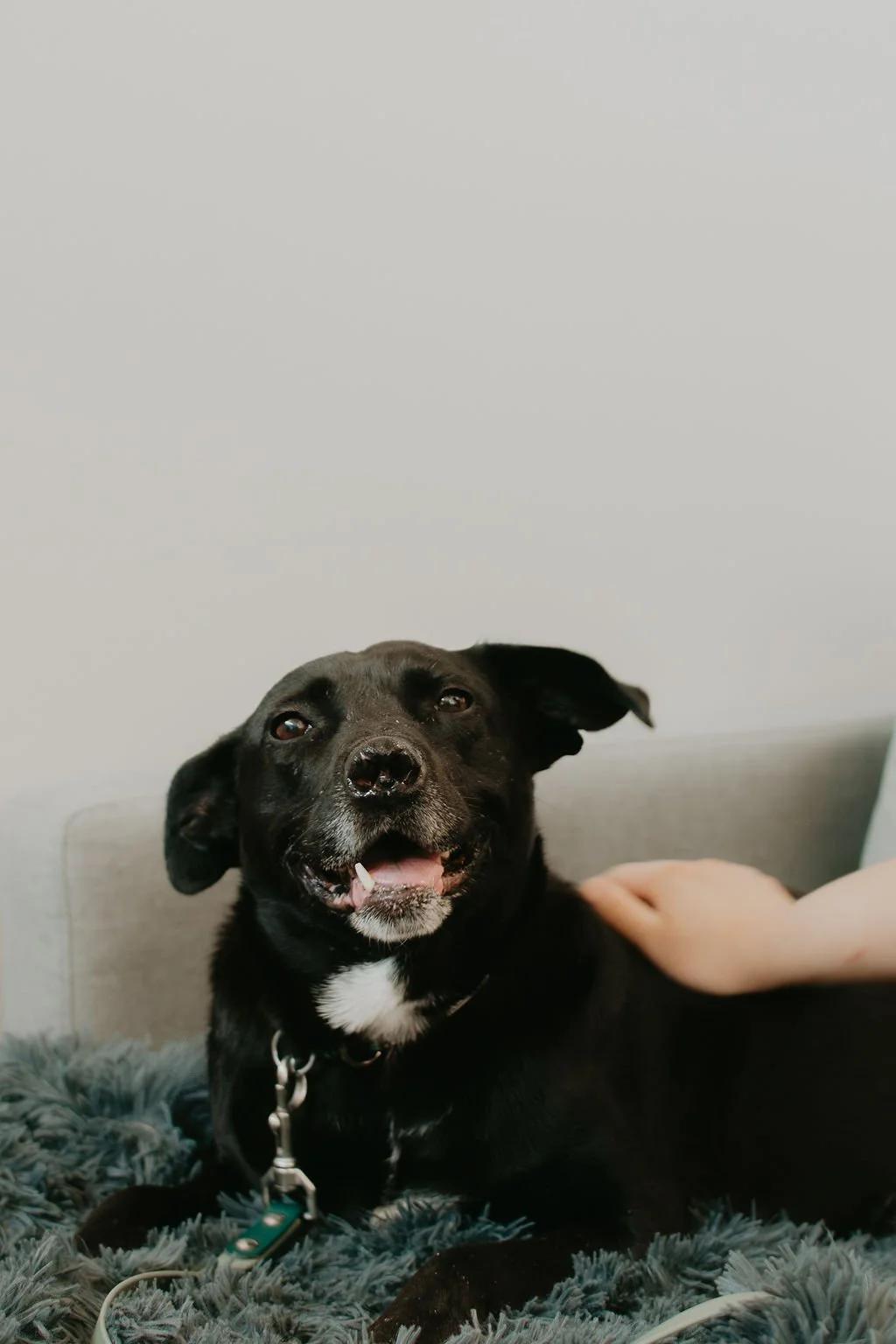 Enlarge LURA, a Adoptable Mixed Breed in North York, ON image 3/6