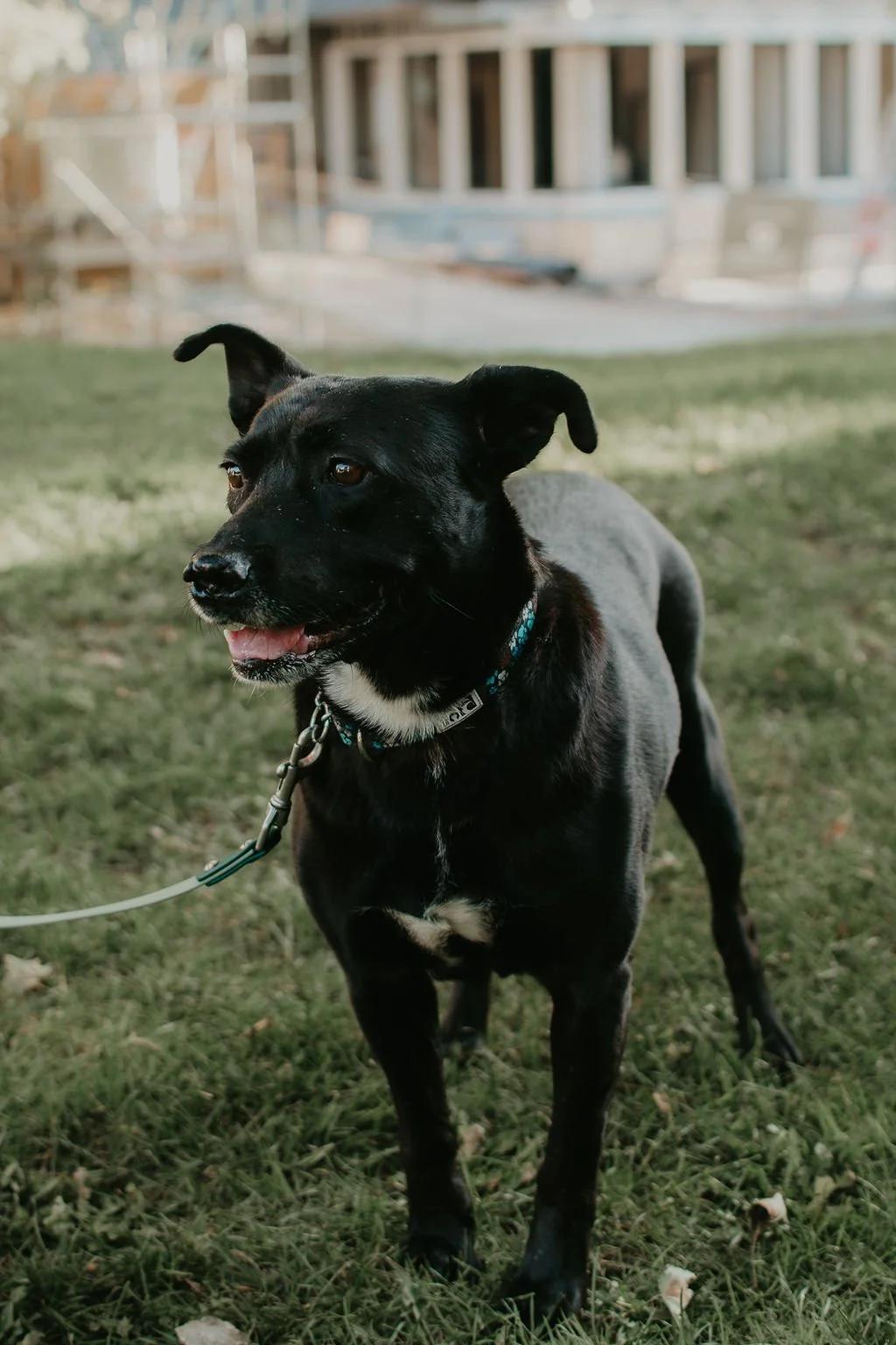 Enlarge LURA, a Adoptable Mixed Breed in North York, ON image 2/6