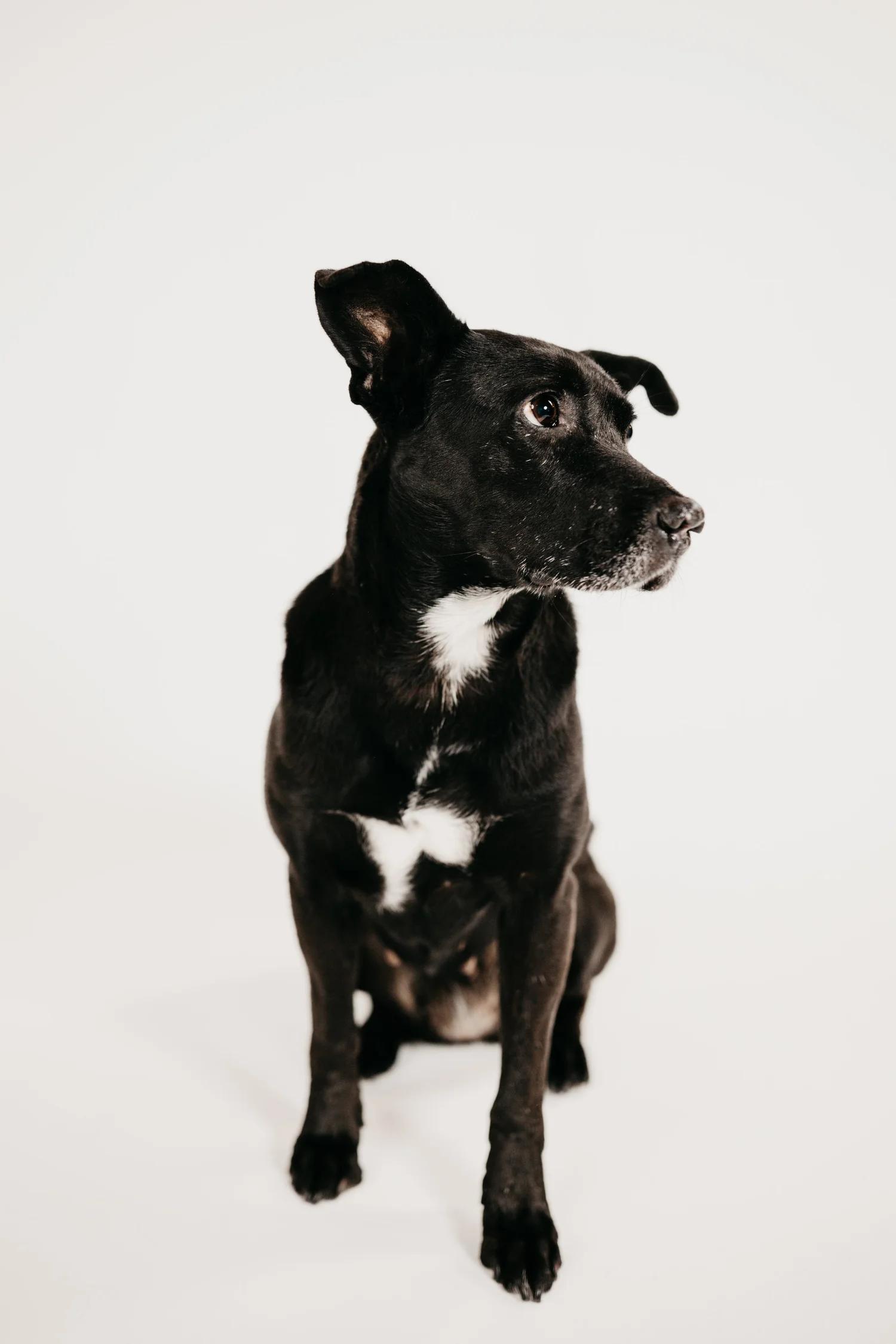 Enlarge LURA, an adopted Mixed Breed in North York, ON image 4/6