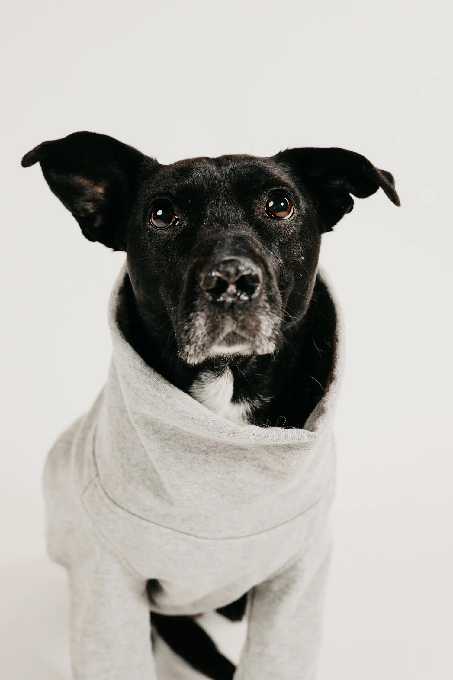 Enlarge LURA, an adopted Mixed Breed in North York, ON image 5/6