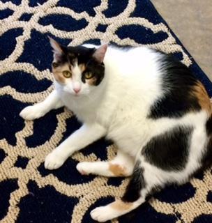 Enlarge Miss Pretty, a Adoptable Calico in Bartlesville, OK image 1/6