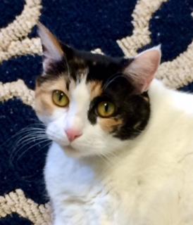Enlarge Miss Pretty, a Adoptable Calico in Bartlesville, OK image 2/6