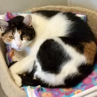 Enlarge Miss Pretty, a Adoptable Calico in Bartlesville, OK image 3/6