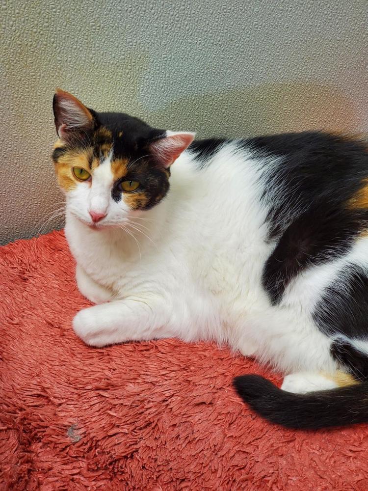 Enlarge Miss Pretty, a Adoptable Calico in Bartlesville, OK image 5/6