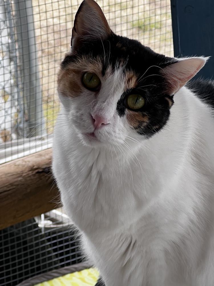 Enlarge Miss Pretty, a Adoptable Calico in Bartlesville, OK image 6/6