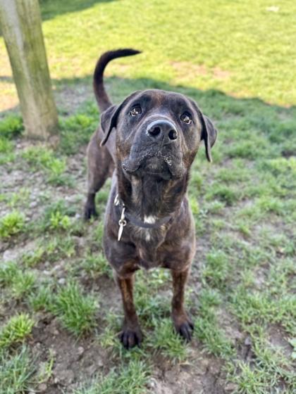 Rhonda, a ADOPTABLE mixed breed in Roseburg, OR image 1/2