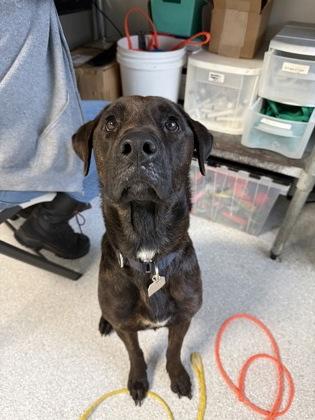 Rhonda, ADOPTABLE, Adult Female Mixed Breed.