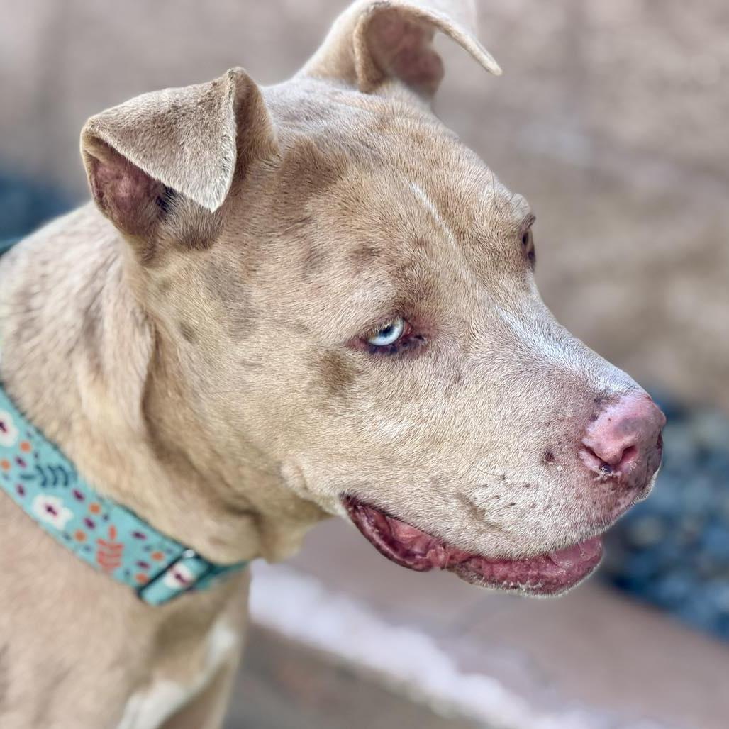 Murray, Adoptable, Adult Male Pit Bull Terrier.