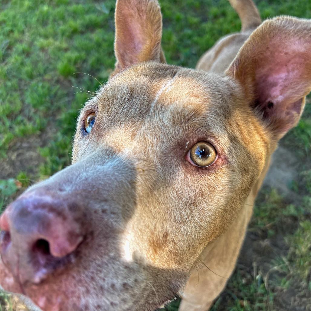 Enlarge Murray, a Adoptable mixed breed in San Jacinto, CA image 3/6