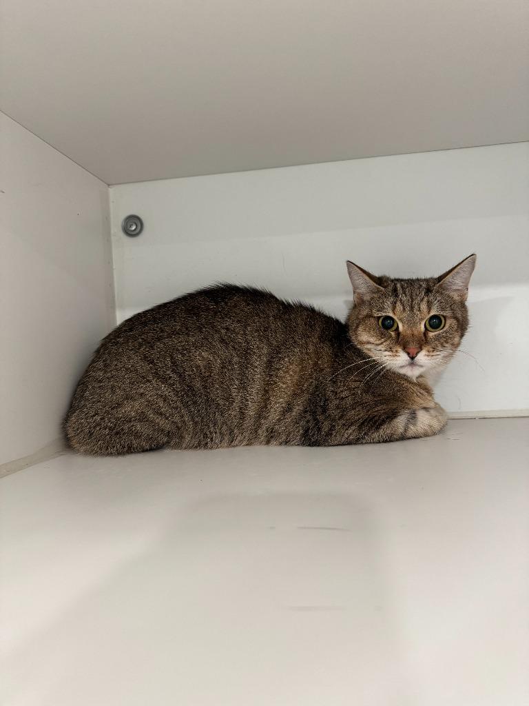 Enlarge Missy, a Adoptable mixed breed in Lunenburg, VT image 1/1