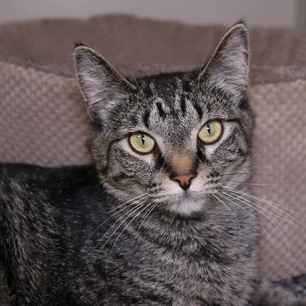 Tiki, Adoptable, Adult Female Domestic Short Hair.