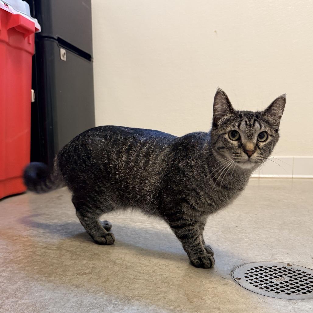 Tiki, a Adoptable Domestic Short Hair in Rifle, CO image 2/2