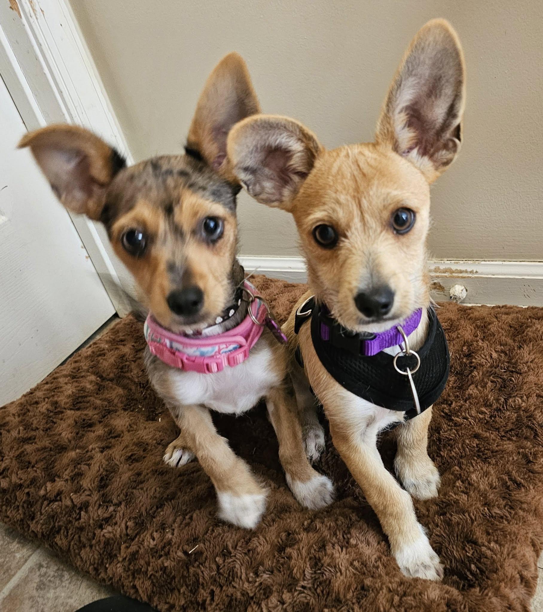 Lilo