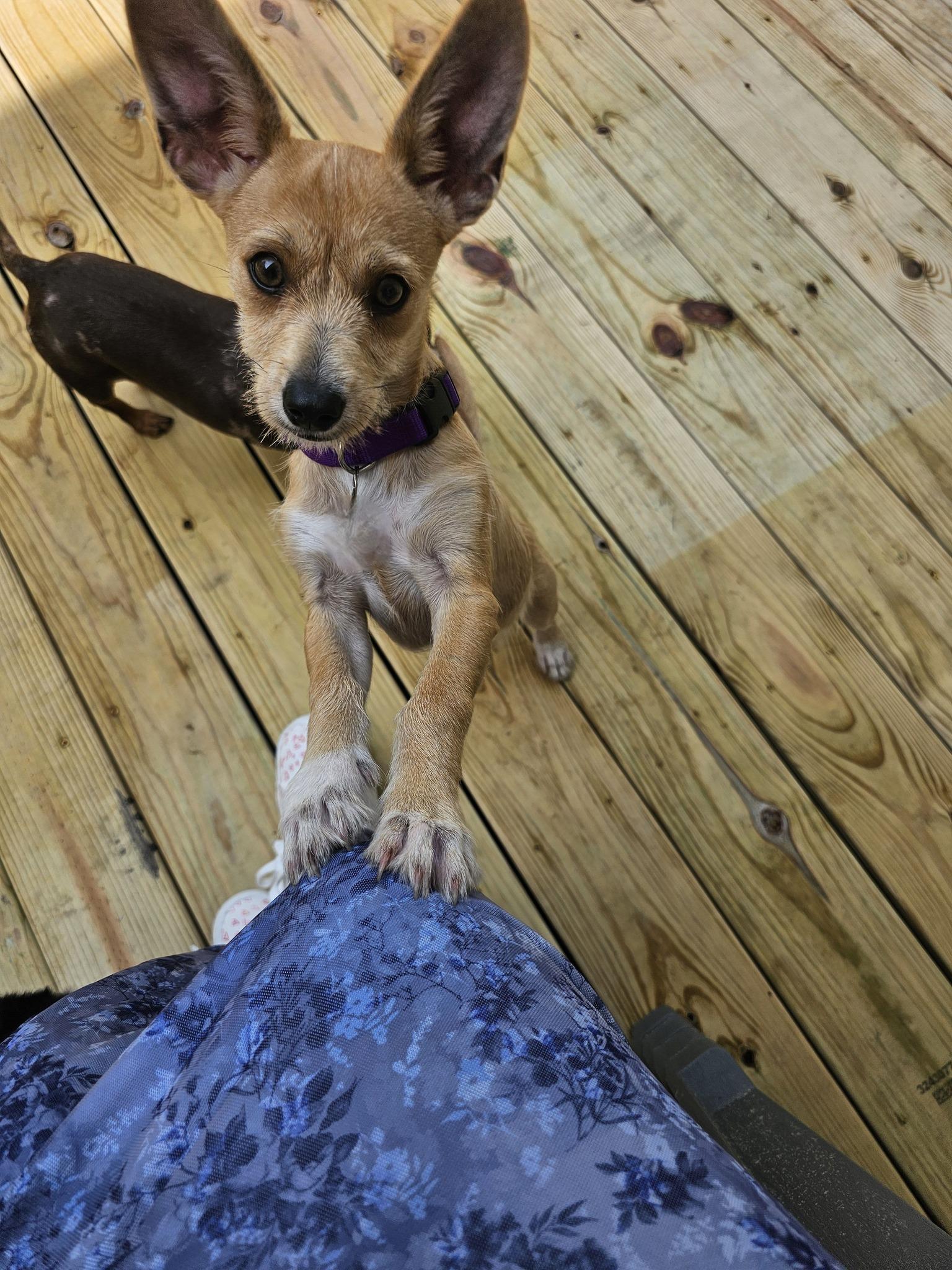 Lilo