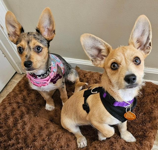 Lilo
