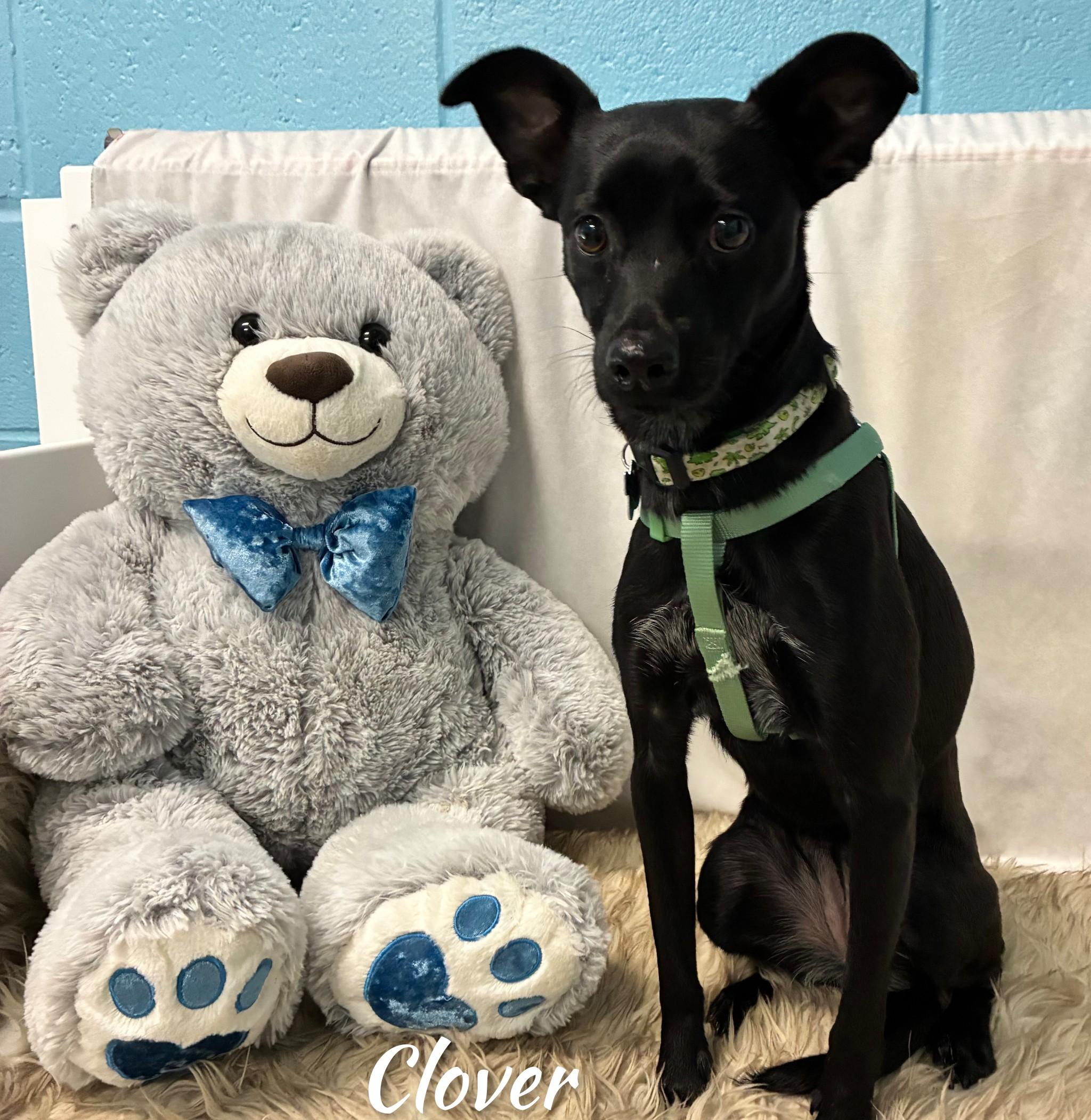 Enlarge Clover, an adopted mixed breed in Fredericksburg, VA image 3/6