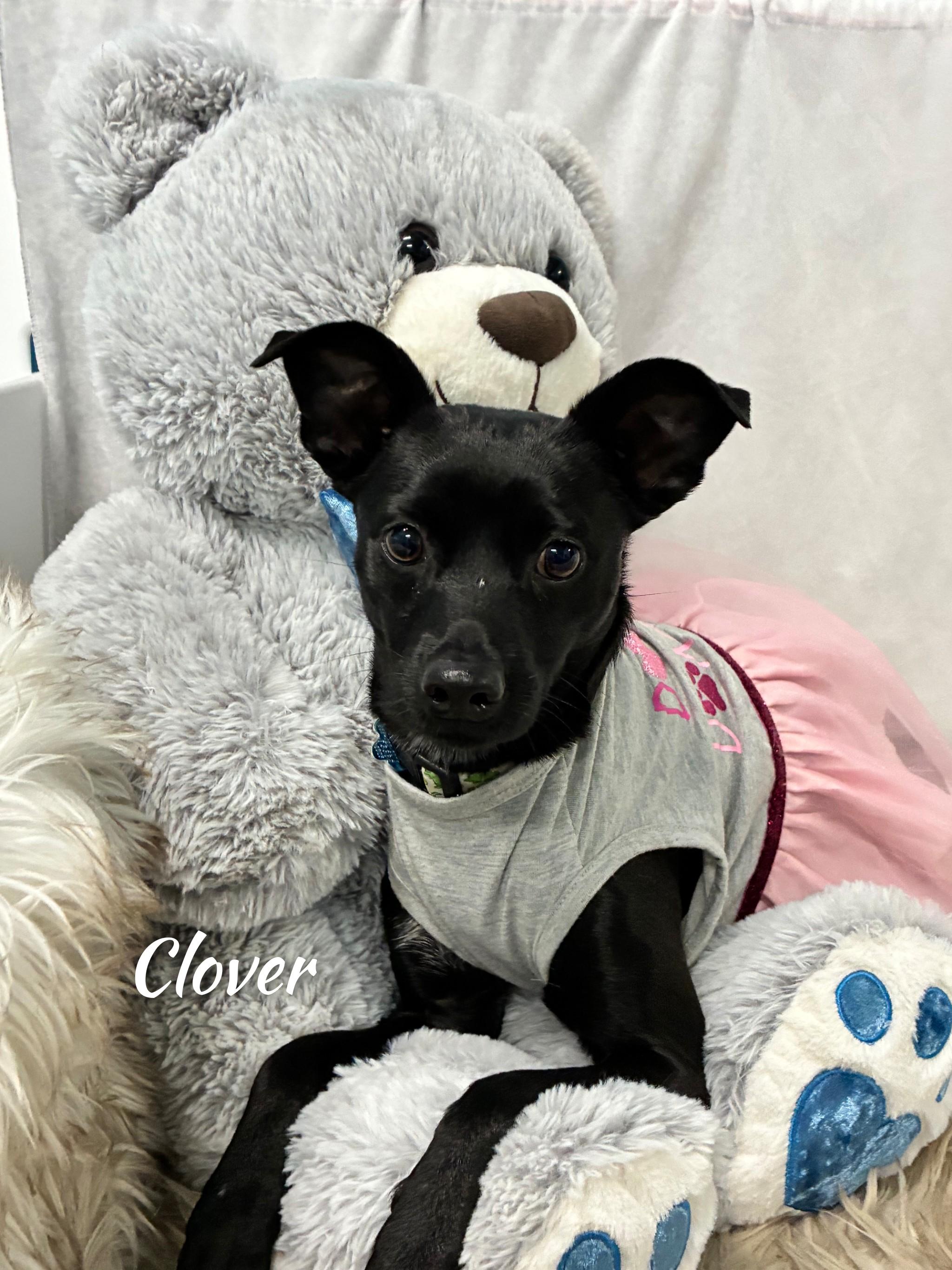 Enlarge Clover, an adopted mixed breed in Fredericksburg, VA image 1/6